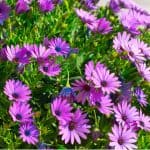 Osteospermum is commonly known as African daisies and is fairly easy to grow and care for if you follow a few important steps. learn how to grow osteospermums.