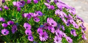 Osteospermum is commonly known as African daisies and is fairly easy to grow and care for if you follow a few important steps. learn how to grow osteospermums.