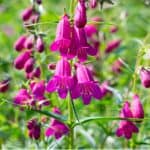 Penstemons are hardy perennials that are easy to grow but do require a little care to get the most out of them. Learn how to grow and care for penstemons now.