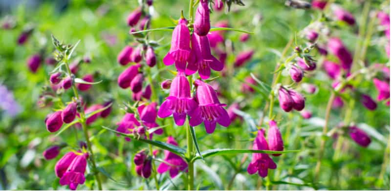 Penstemons are hardy perennials that are easy to grow but do require a little care to get the most out of them. Learn how to grow and care for penstemons now.