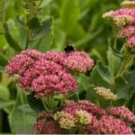 Sedum plants are easy to grow, offer interest all year round and the flowers are loved by bees and butterflies. Learn how to grow and care for sedums in the UK.