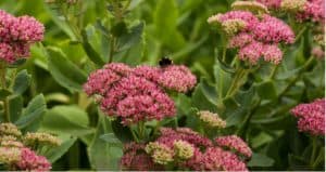 Sedum plants are easy to grow, offer interest all year round and the flowers are loved by bees and butterflies. Learn how to grow and care for sedums in the UK.