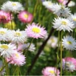 Asters are easy to grow from seed but need fertile, moist but free-draining soil in full sun or partial shade. Learn more about how to grow and care for asters.