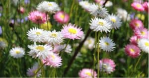 Asters are easy to grow from seed but need fertile, moist but free-draining soil in full sun or partial shade. Learn more about how to grow and care for asters.