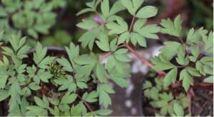 Dicentra known as bleeding hearts will grow successfully in large pots in moisture retentive compost mixed with grit. Learn how to grow dicentra in pots now