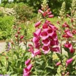 In this guide, we look at how to grow foxgloves also known as Digitalis. They are very easy to grow and often self-seed. They are short-lived but grow well in shade.