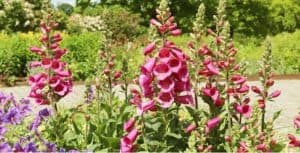 In this guide, we look at how to grow foxgloves also known as Digitalis. They are very easy to grow and often self-seed. They are short-lived but grow well in shade.