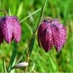 Fritillaries also known as Snake Heads are exotic looking plants you grow from bulbs. They are easy to grow if you provide the right conditions, soil and light