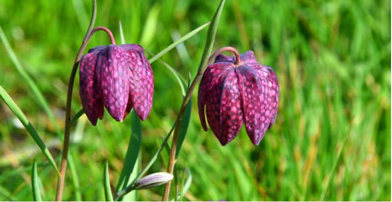 Fritillaries also known as Snake Heads are exotic looking plants you grow from bulbs. They are easy to grow if you provide the right conditions, soil and light