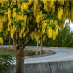 How to grow laburnum trees