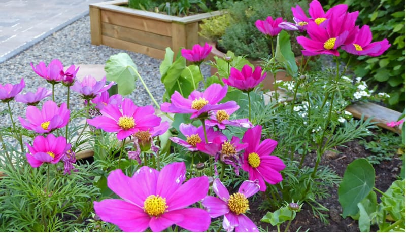 In this guide we look at how to plant, grow and care for cosmos annual plants from growing from seed to general care such as feeding and watering.