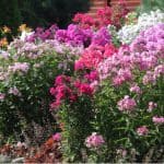 Phlox is a stunning perennial with a long flowering period from July to September which both upright and creeping varieties. learn how to plant and grow phlox