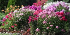 Phlox is a stunning perennial with a long flowering period from July to September which both upright and creeping varieties. learn how to plant and grow phlox
