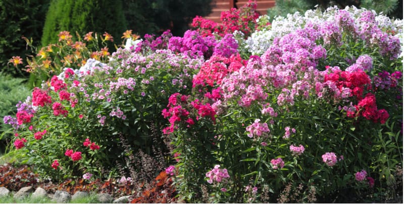 Phlox is a stunning perennial with a long flowering period from July to September which both upright and creeping varieties. learn how to plant and grow phlox