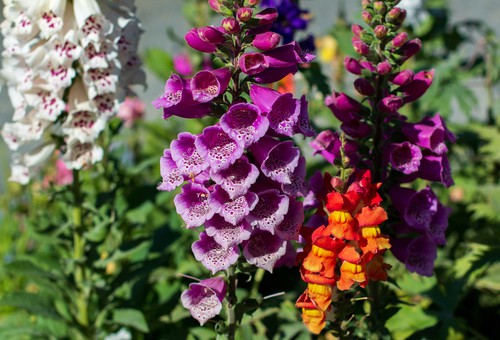 How to plant foxgloves