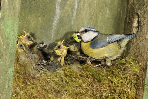 Inside bird box filmed with bird box camera