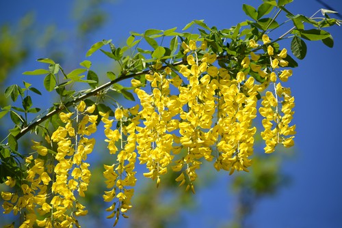 Laburnum anagyroides Medik