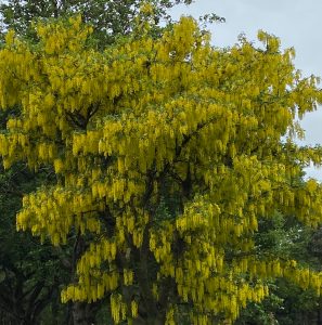 Laburnum tree in Chadderton Park