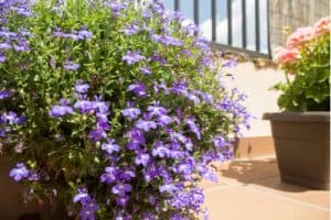 Lobelia growing in container in garden