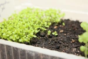 Lobelia in seed tray