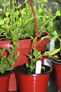 Lobelia potted into pots and hanging basket