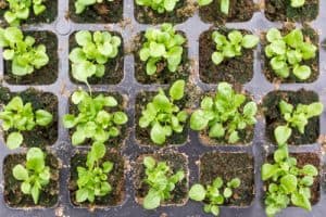 Lobelia seedling growing in module seed tray