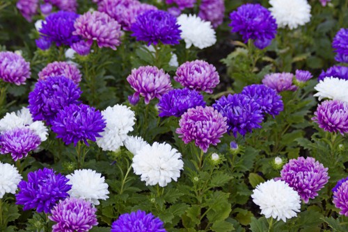 Mixed asters