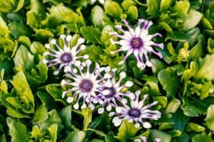 Osteospermum Margarita White Spoon