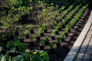 Osteospermum being planted in rows