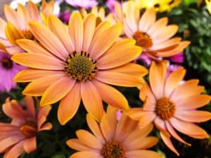 Osteospermum care