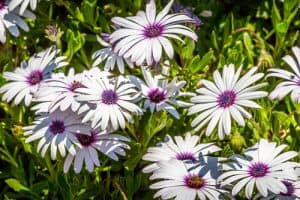 Osteospermum fruticosum