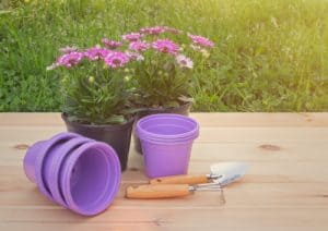 Osteospermum in pots ready to plant