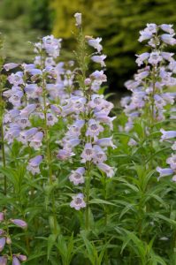 Penstemon 'Stapleford Gem'