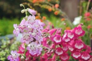 Propagating penstemons