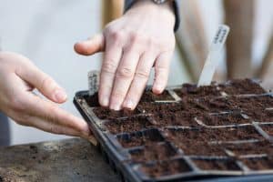 Sowing summer bedding in trays