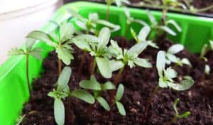 Summer bedding seedling growing in tray