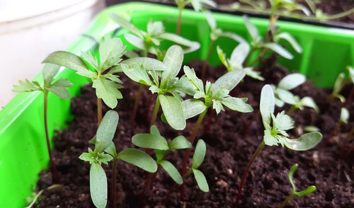 Summer bedding seedling growing in tray