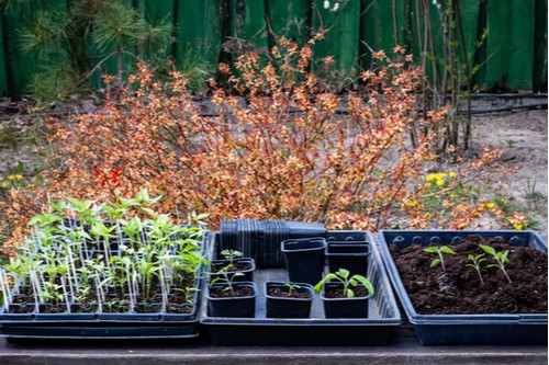 Transplanting summer bedding into larger pots