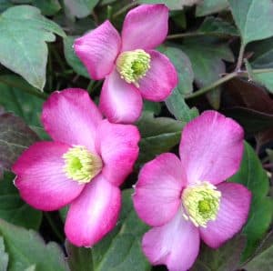 clematis-montana-freda-stakehill