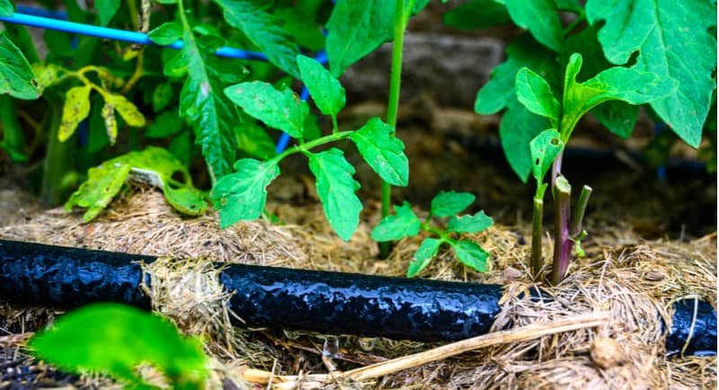 Soaker hoses are perfect for slowly watering beds and borders and use up to 70% less water than using a spray gun. See the best soaker hoses now and read review