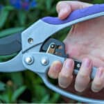 ratchet secateurs being tested