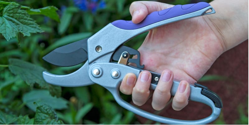 ratchet secateurs being tested