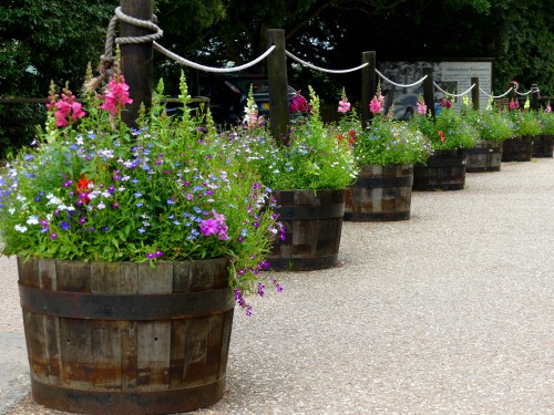 whisky barrels planted up