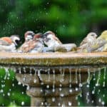 best bird bath ideas