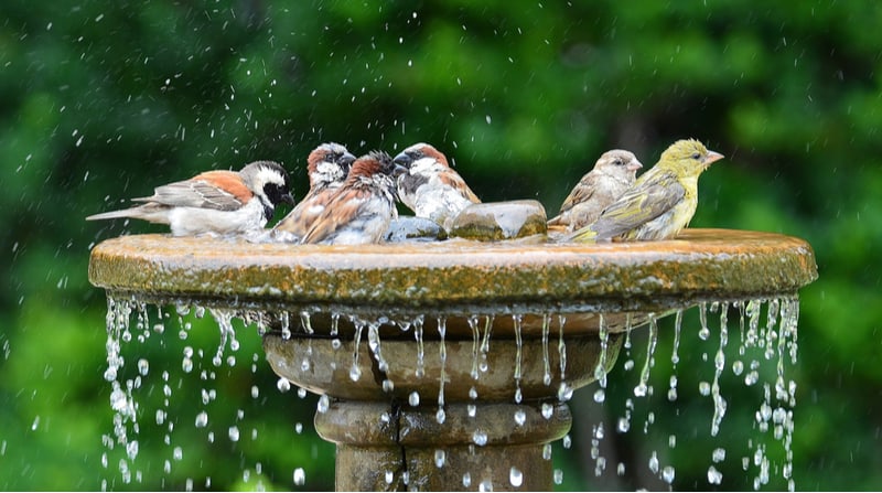 best bird bath ideas