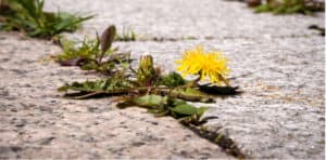 Weeding is a job almost everyone wants to avoid, however with an electric weed burner is a great way to take care of weeds and much easier than using a hoe.