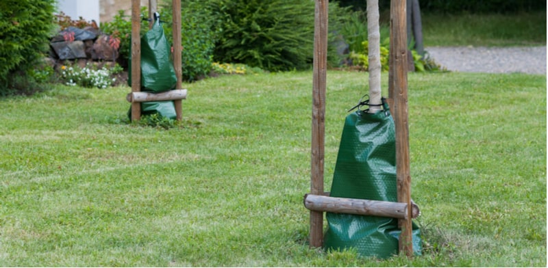Best tree watering systems
