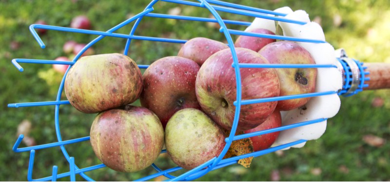 Best fruit pickers for apples being tested and reviews to see how they compare