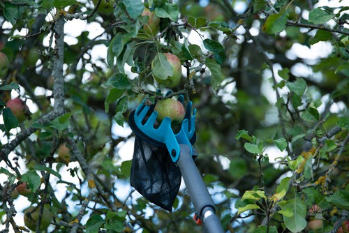 Picking apples from tree with long handled fruit picker
