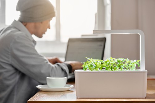 Indoor smart garden in office used for growing fresh veg and herbs
